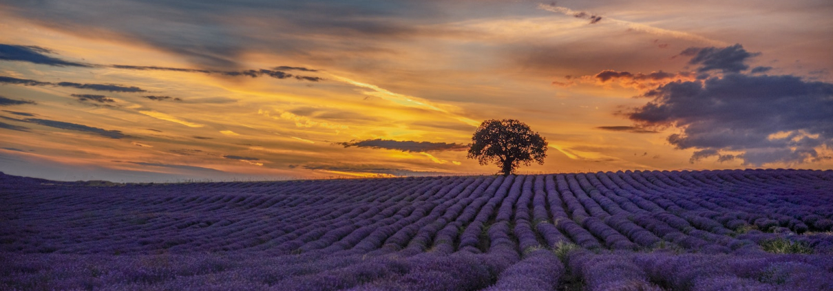 Purple Flower Field during Sunset